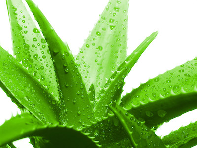 Aloe vera – ein Naturwunder